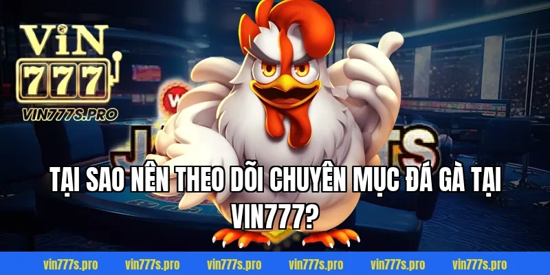 NHỮNG ĐÒN ĐÁ HIỂM CỦA GÀ CHỌI VIN777 KHIẾN ĐỐI THỦ GỤC NGAY 2 Tại sao nên theo dõi chuyên mục đá gà tại VIN777?